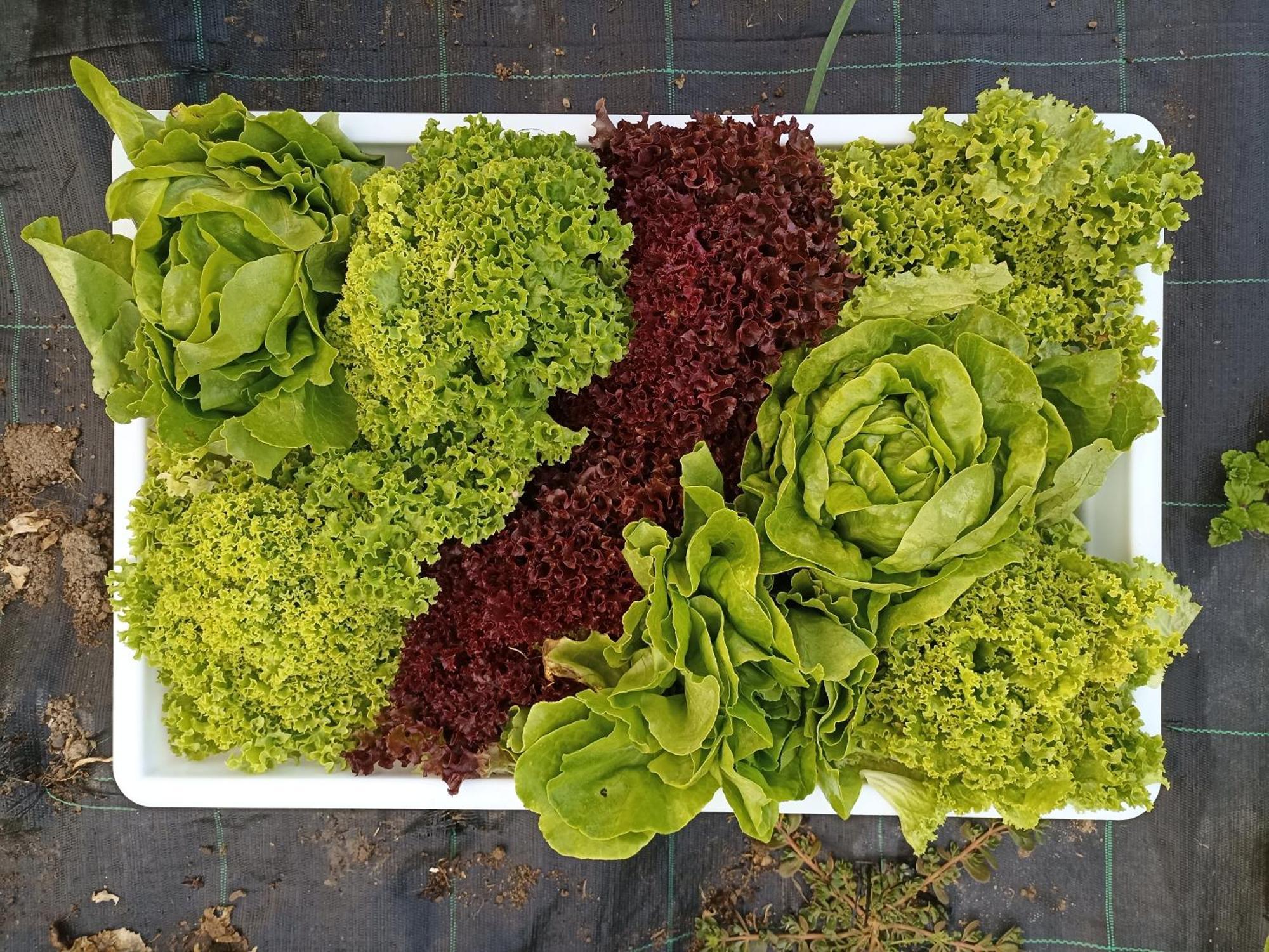 Agriturismo Cascina Cornella Cremeno Eksteriør billede